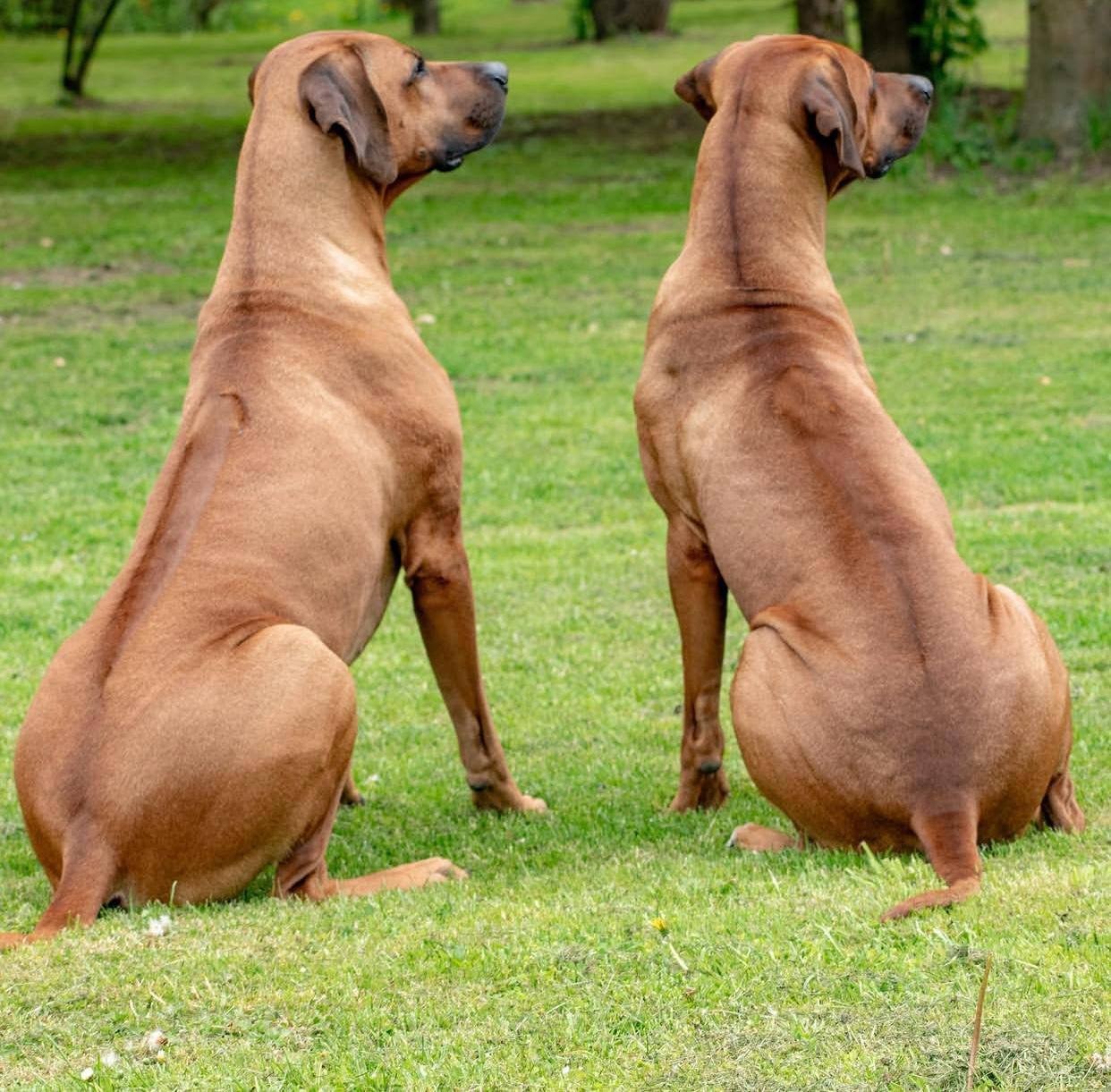Prime Ridgebacks