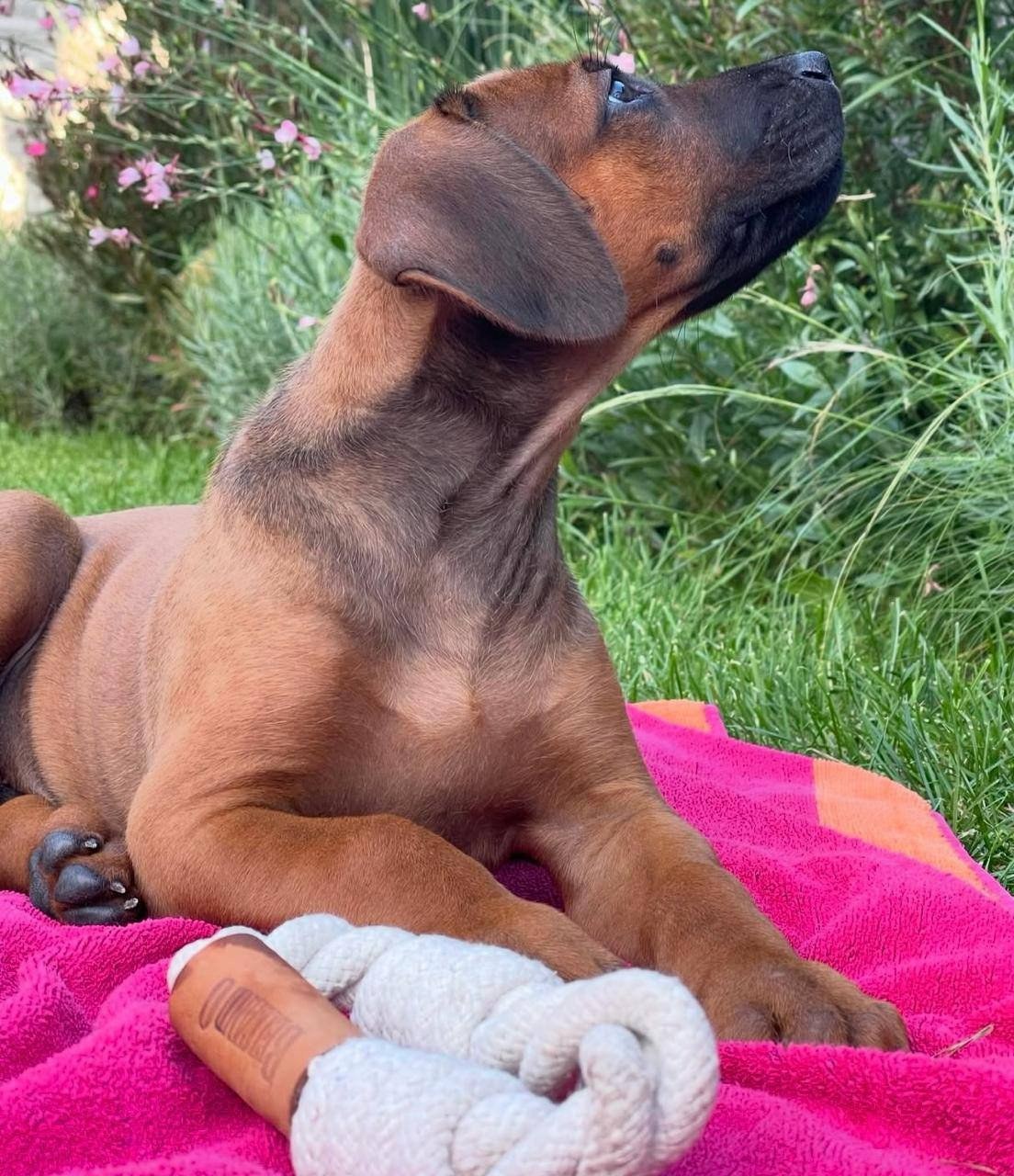 Rhodesian Ridgeback puppy