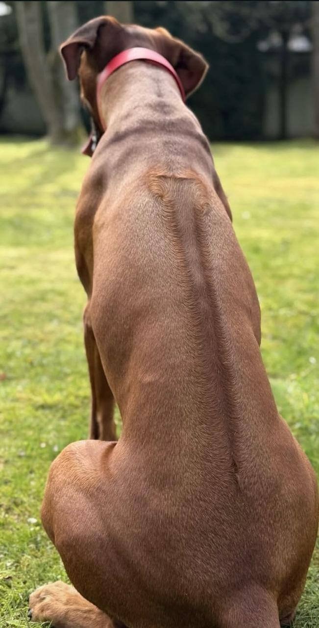 Rhodesian Ridgeback ridge
