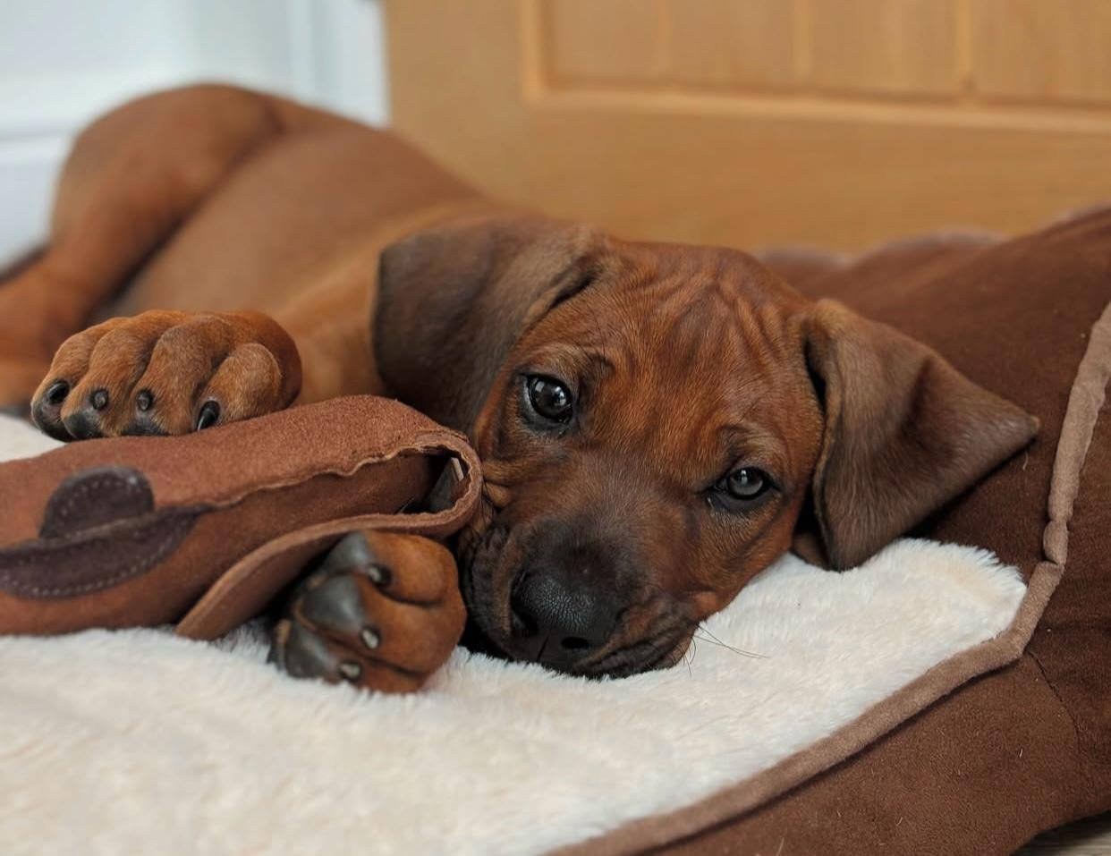 Prime Ridgebacks