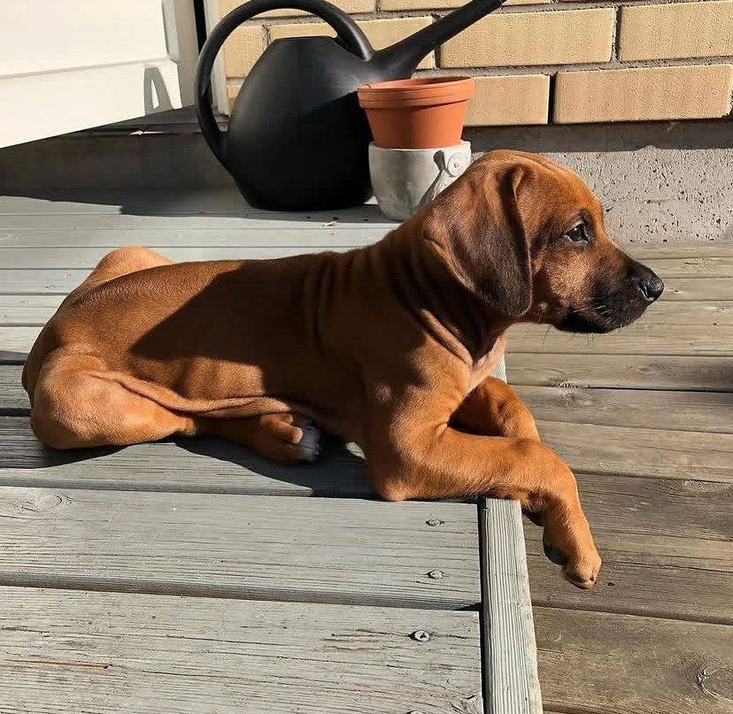 Rhodesian Ridgeback